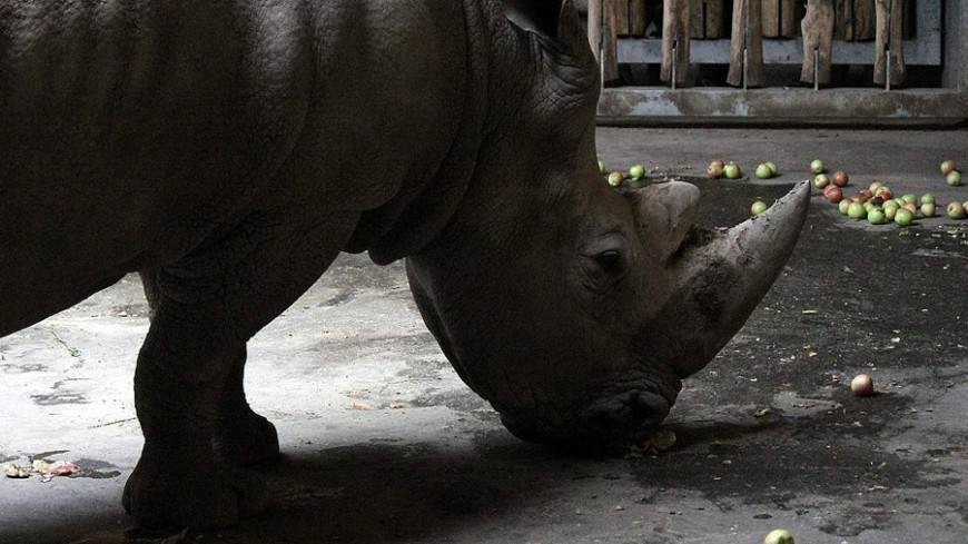 Археологи нашли череп древнего носорога