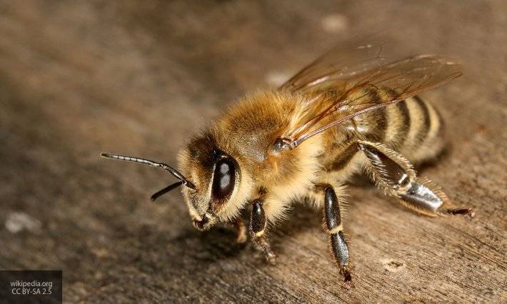 Фотограф обнаружил гигантскую пчелу, которая считалась вымершей