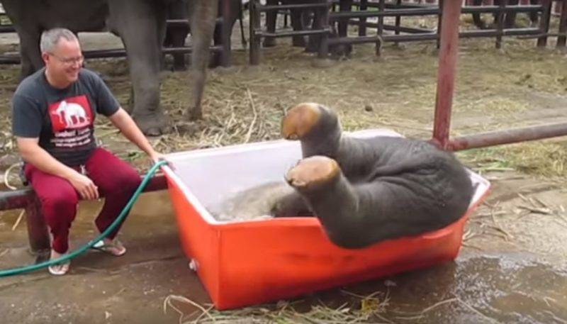 Слоненку подарили бассейн – Его радости нет предела