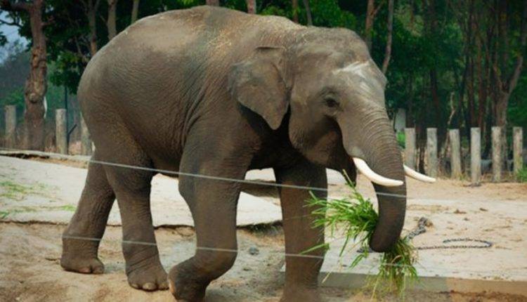 Из-за близости человека слоны вынуждены создавать мужские группы