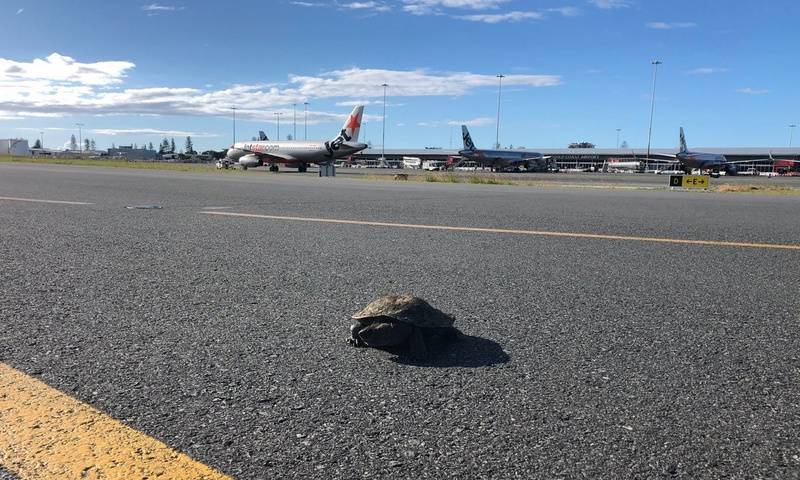 Черепаха остановила самолёт на взлётке в Австралии