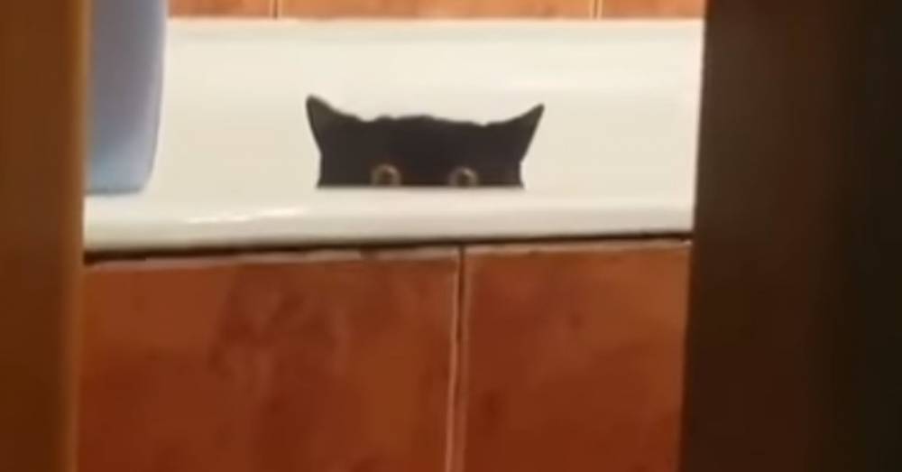 Кот украл рыбу и спрятался в ванной, взамен хозяин опозорил его на весь Интернет