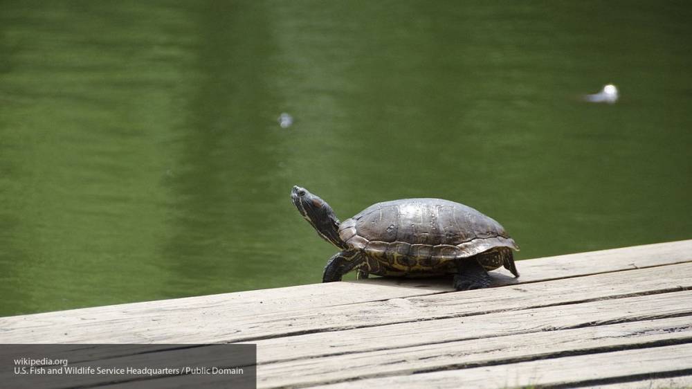 Ученые рассказали, что черепахи могут выжить без кислорода