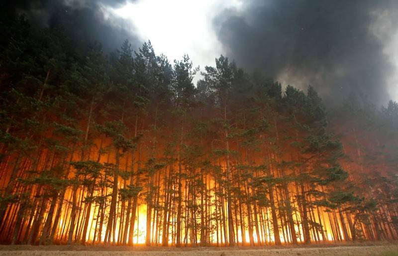 В России тушат лесные пожары в 11 регионах на площади 133,2 тысячи га