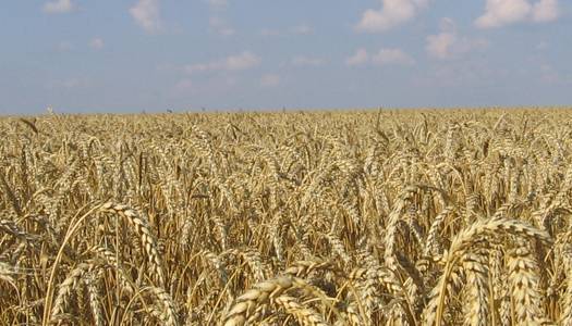 Україна збільшила експорт зернових культур