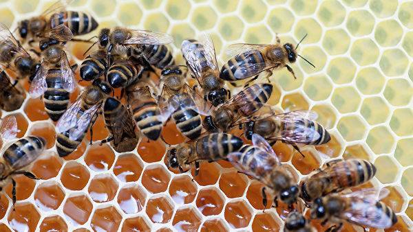 В Ульяновской области назвали предварительную причину массовой гибели пчел — Информационное Агентство "365 дней"