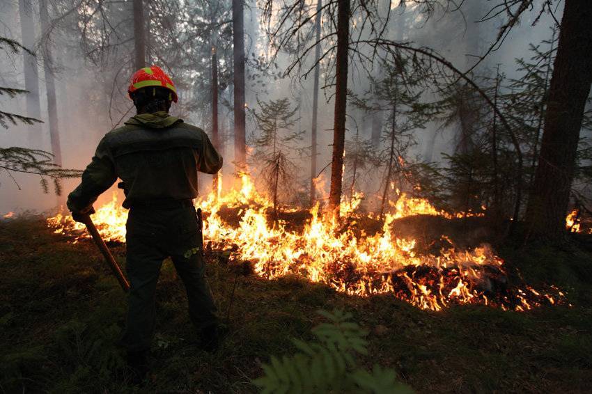 «Власти занижают данные о пожарах и из-за этого поздно реагируют». Greenpeace о том, почему в России катастрофично горят леса