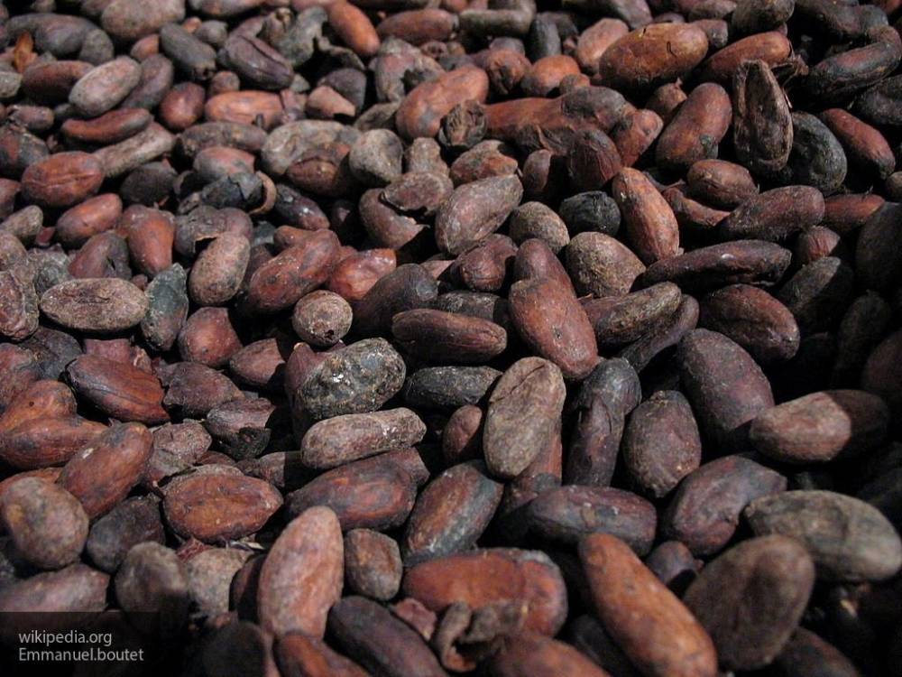Стало известно, что какао-бобы помогают при похудении