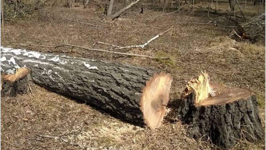 В Уржумском районе рабочего убило спиленным деревом