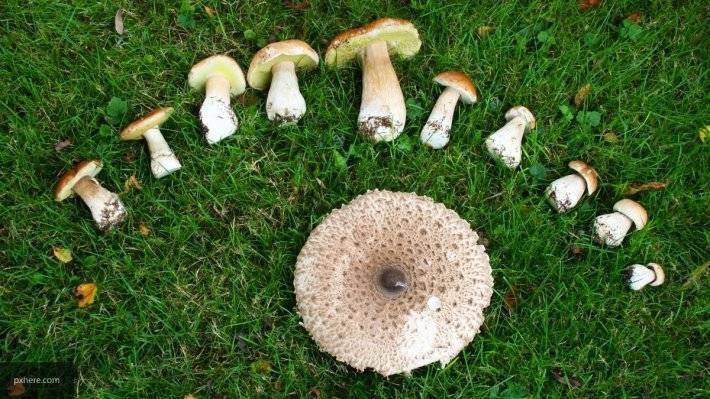 Эксперт рассказала, сколько грибов человек может съесть без вреда здоровью