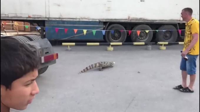 По улицам Новосибирска бегал настоящий крокодил