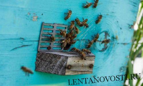 Массовая гибель пчел в Башкирии: пчеловодству нанесен колоссальный ущерб