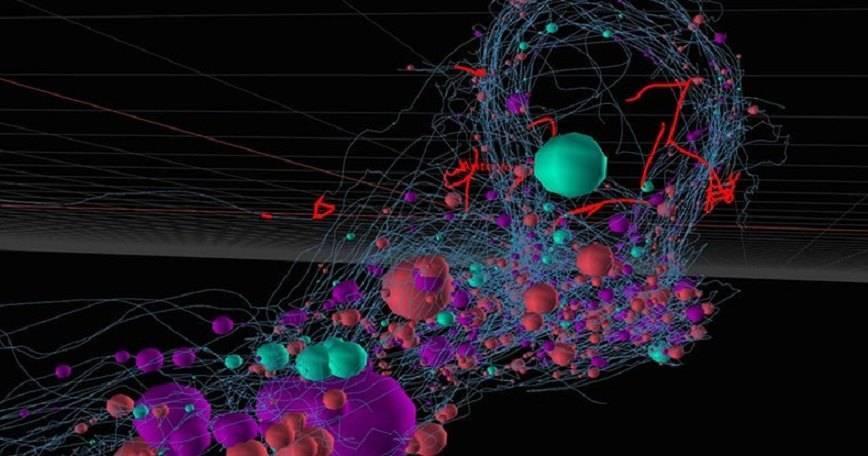 Создана первая в&nbsp;мире полная карта нервной системы живого существа