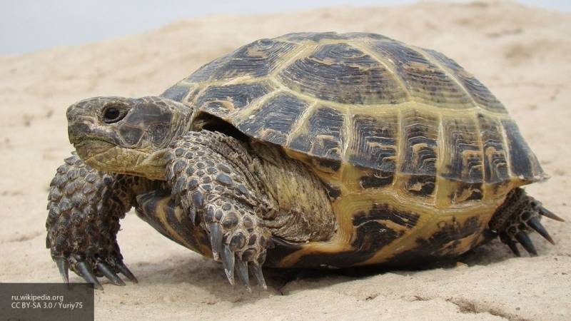 Черепахи могут прожить полгода почти без кислорода