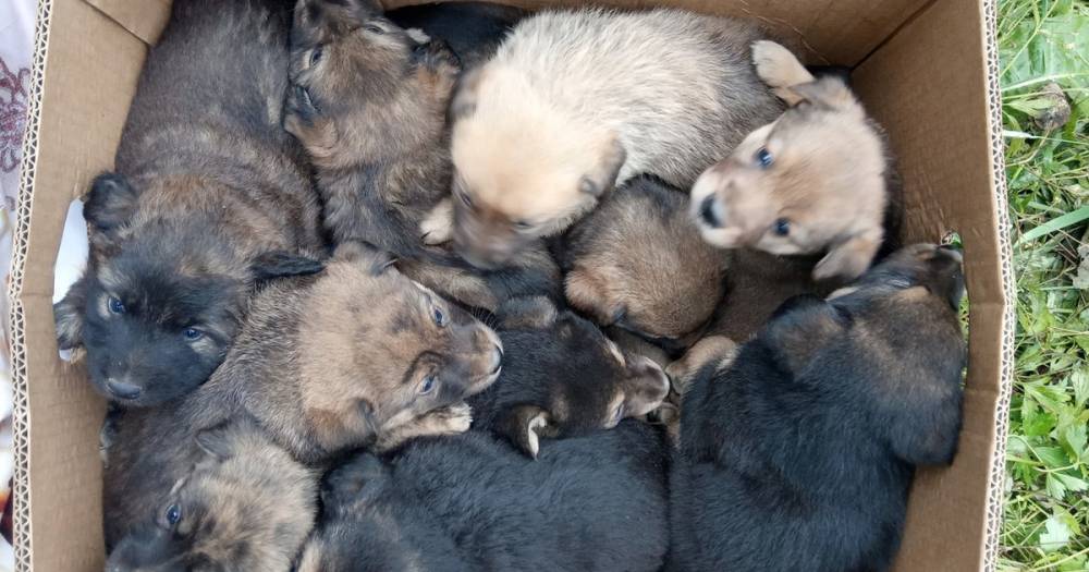 В Смоленске из-под развалин дома достали десятерых щенков