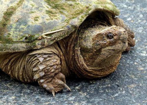 Кислород им не нужен: как черепахи могут обходиться до полугода без воздуха?