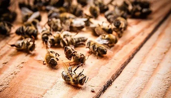 Массовая гибель пчел в Удмуртии могла произойти из-за ядохимикатов&nbsp;