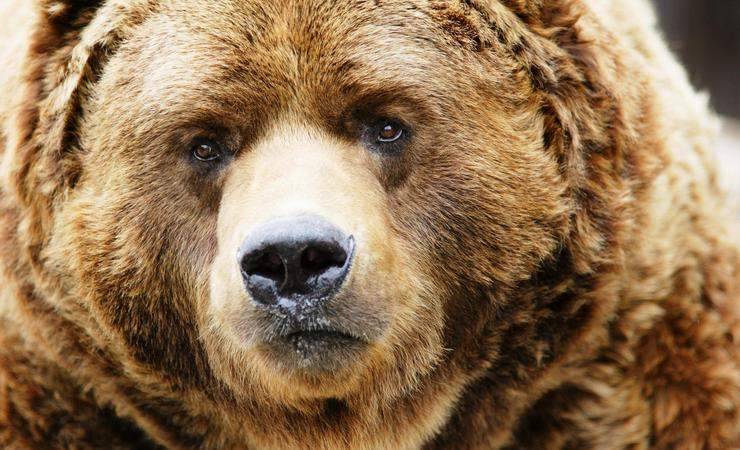 В России голодный медведь вышел на запах шашлыка, напугал туристов, съел мясо и ушел