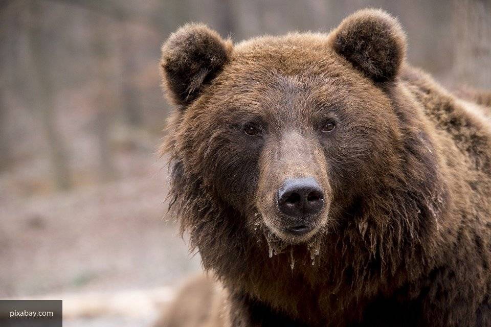 Медведь спугнул отдыхающих норильчан, съел их шашлыки и ушел