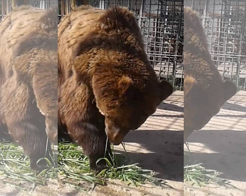 В Улан-Удэ медведь Малыш передал привет посетителям Этнографического музея