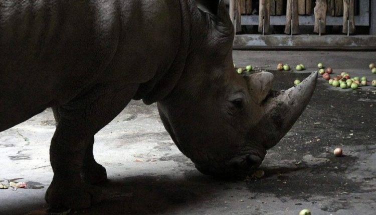 Археологи нашли череп древнего носорога