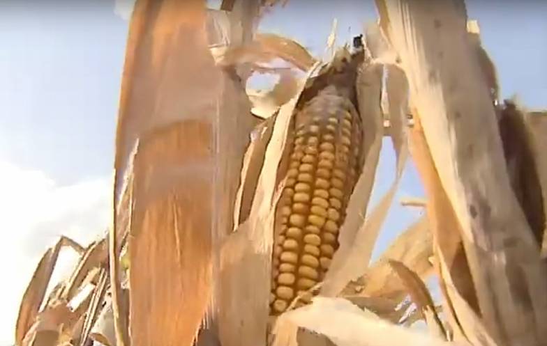 Урожай под угрозой: в Ростовскую область пришла засуха