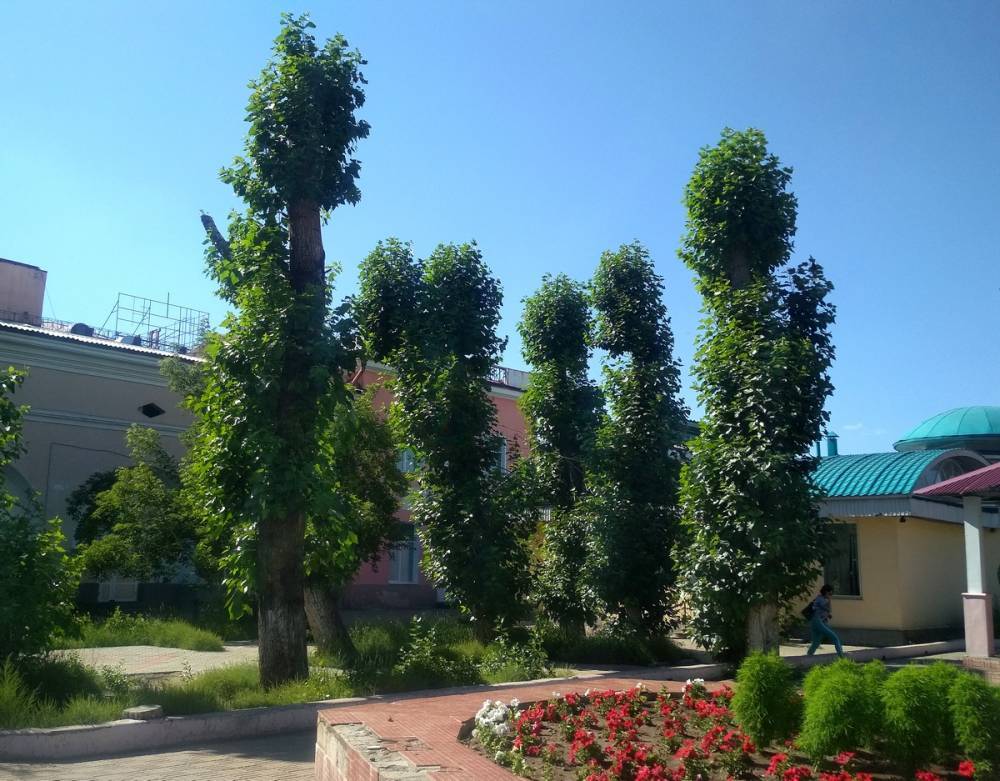 Фаллосы и рогатки: Спиленные деревья в центре Улан-Удэ превратились во что-то непонятное