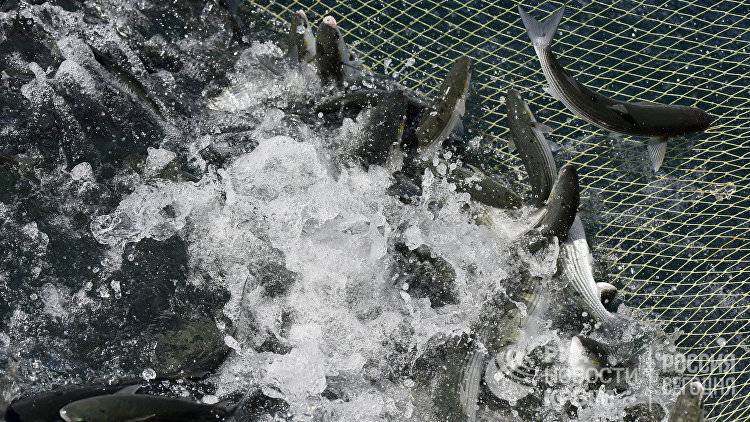 Крупный центр переработки рыбы может появиться в Севастополе