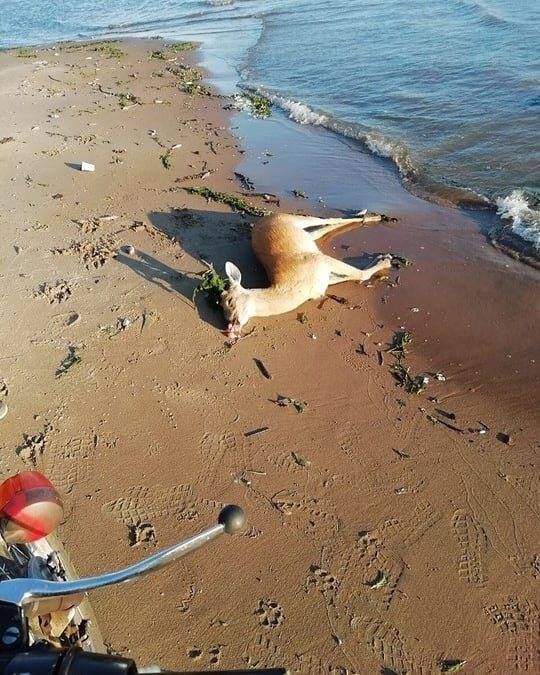 В Ульяновской области на берегу Волги нашли труп косули