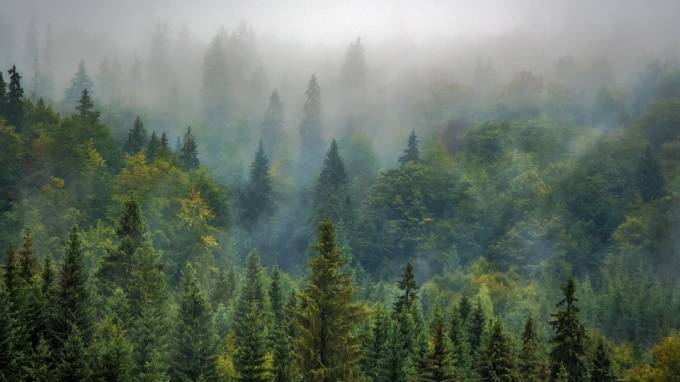 Экологи: "Для отсрочки глобального потепления нужно посадить 4,4 млрд га леса"