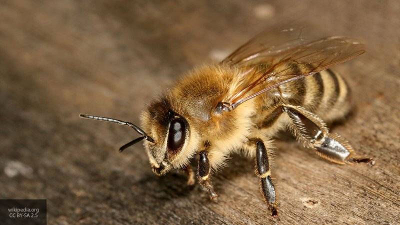 Специалисты рассказали аллергикам о средствах первой помощи при пчелиных укусах