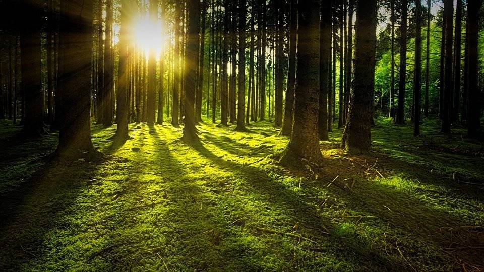 Экологи обнаружили 900 миллионов гектаров для восстановления лесного покрова