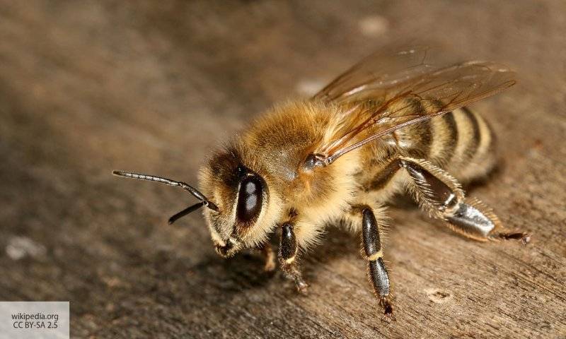 Эксперты дали советы аллергикам по первым действиям при пчелином укусе