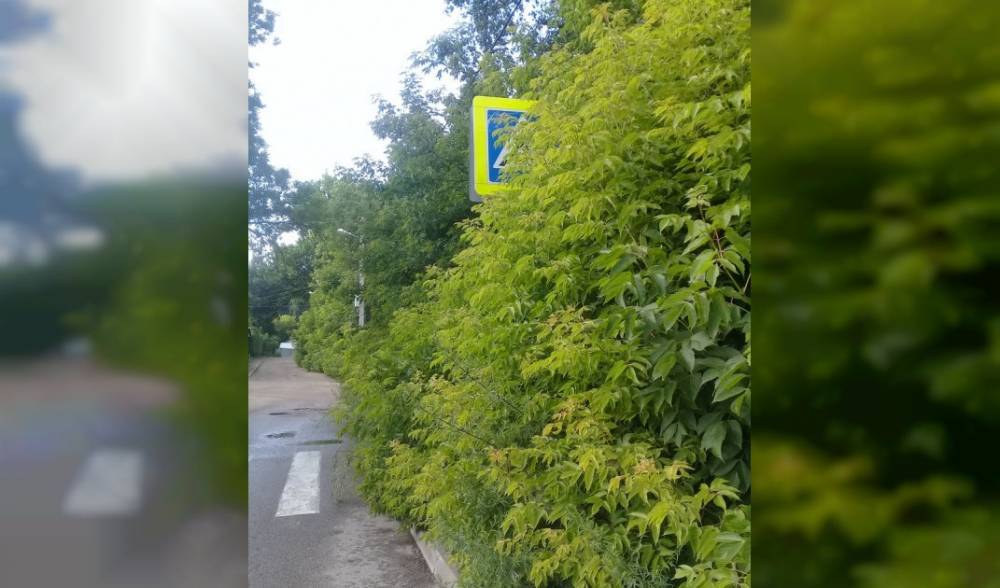 В Смоленске дорожный знак замаскировался под зелёную зону