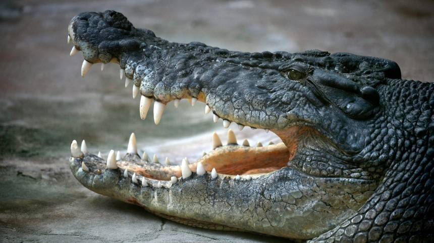 Видео: крокодил гуляет по парковке в Новосибирске