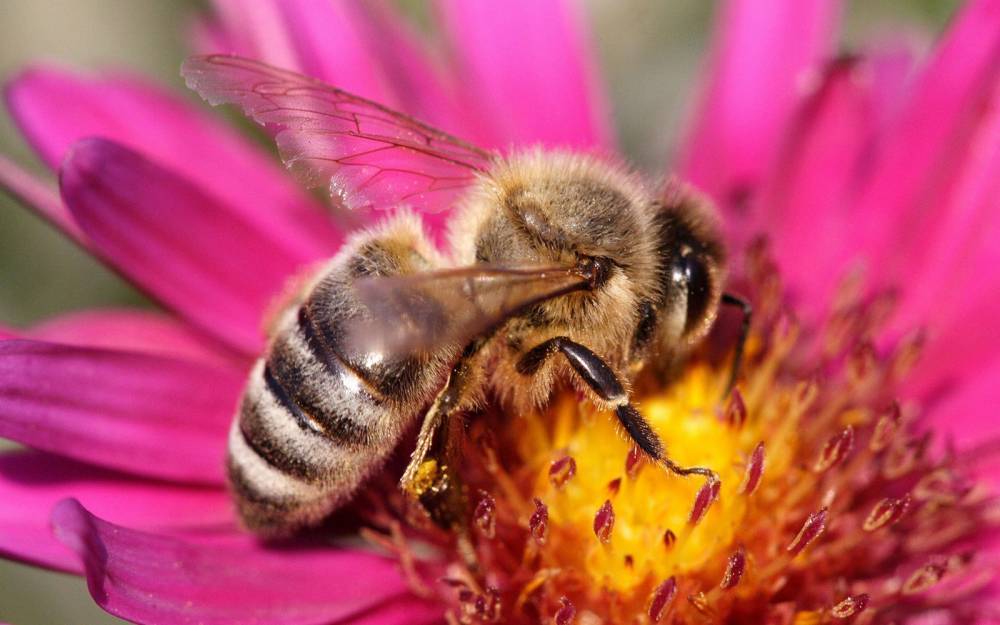 Названы правила оказания первой помощи при укусе пчелы у аллергиков