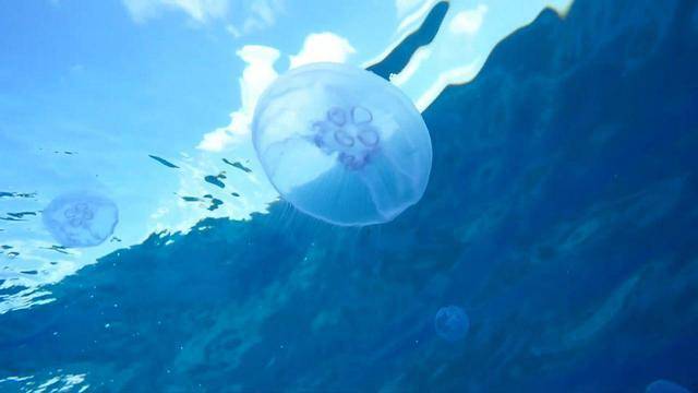 Гигантское скопление медуз прибыло к берегам Израиля