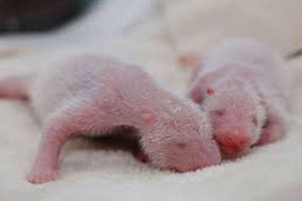 В Китае родились самые тяжелые в мире разнополые панды-близняшки