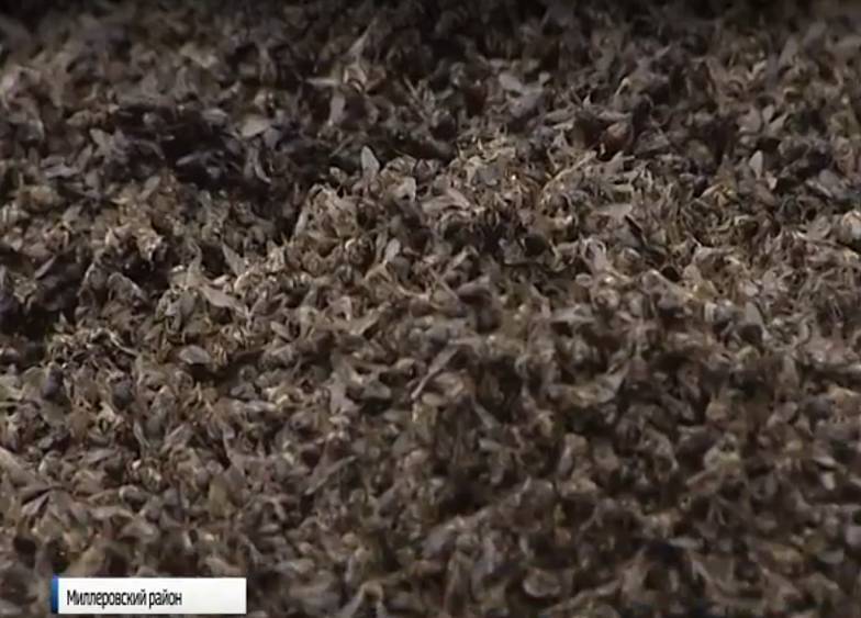 В Миллеровском районе погибли десятки тысяч пчел