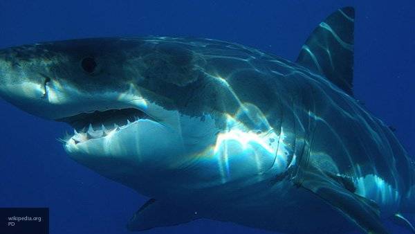 Предок большой белой акулы был найден по схожему строению зубов