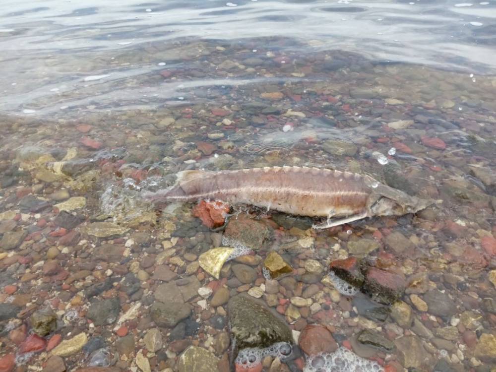 Рыба задыхается в реках Астраханской области