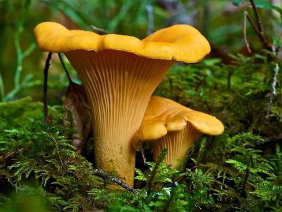 Медики назвали безопасное для здоровья количество грибов