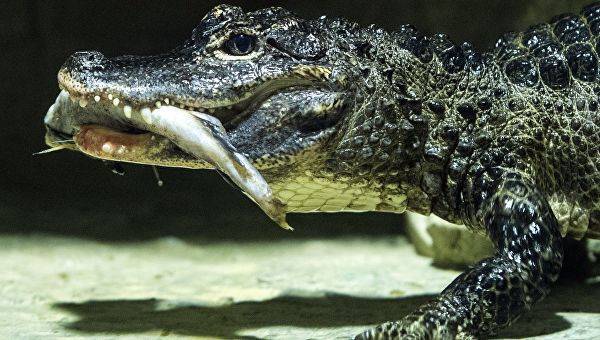 В Новосибирске на парковке нашли крокодила