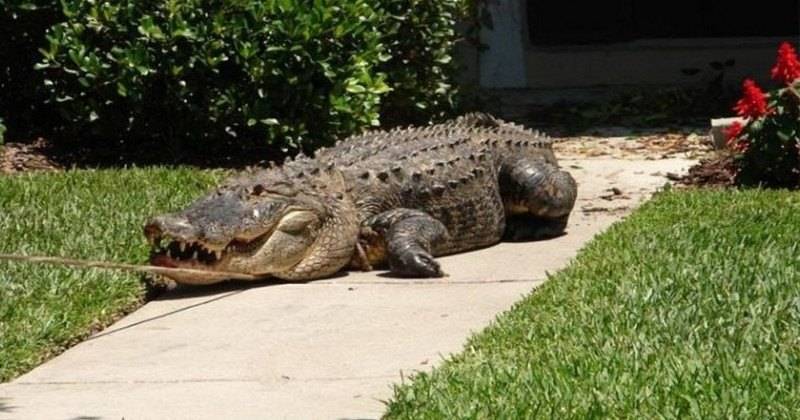 В Новосибирске пойман крокодил