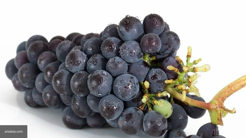 Гроздь винограда продали в Японии за 11 тысяч долларов