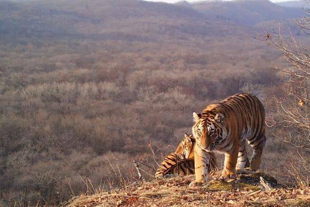 На Дальнем Востоке отложили «перепись» амурских тигров
