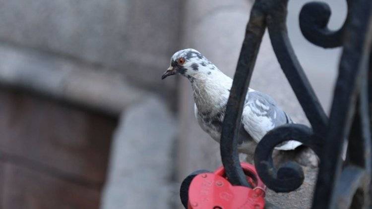 Штраф за кормление голубей ввели в Магадане