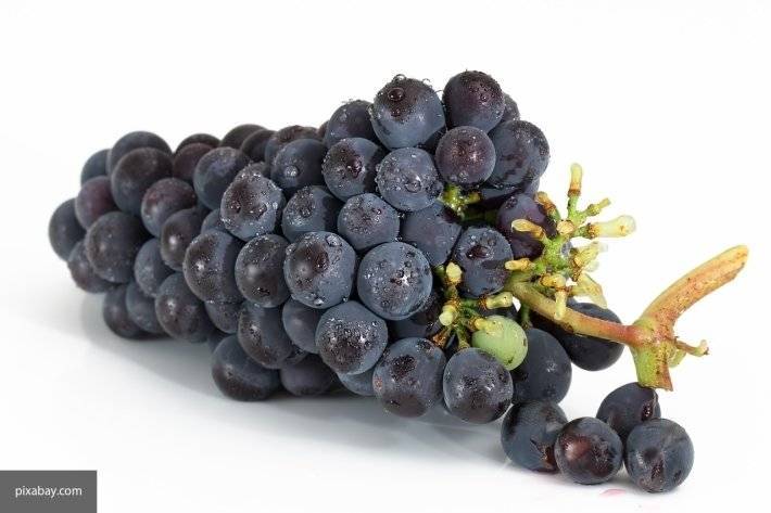 Редкая гроздь винограда ушла с молотка аукциона в Японии за рекордную сумму