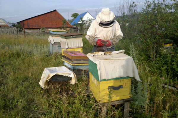 В России зафиксирована массовая гибель пчел