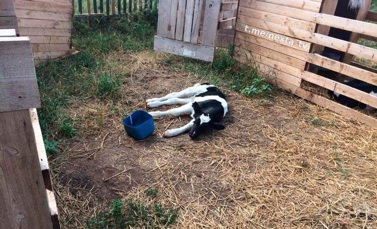 «Голодные коровы обосранными не станут». Что происходит на ферме в Жлобинском районе, где коровы живут в экскрементах — фото, видео